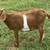 Dapple boer goats 15 thumbnail