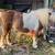 Miniature horse - mini 1 thumbnail