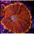 Red dragon mushroom coral frag 1 thumbnail