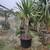 Dragon Trees and Sculpted Olive Trees 11 thumbnail