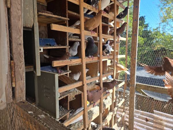 Afghanistan pigeons 1