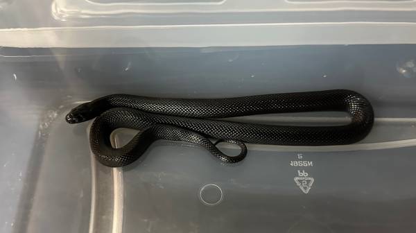 Kingsnake (Roseville)63859008575873120