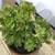 A pot of aeonium succulent plant 3 thumbnail