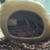 Leopard gecko URGENTLY REHOMING 13 thumbnail