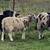 Jacob Sheep Male Intact 3 thumbnail