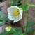 Abutilon, flowering maple 4 thumbnail