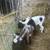2 5 month old Nigerian dwarf male goats 3 thumbnail
