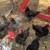 Roosters 2 thumbnail