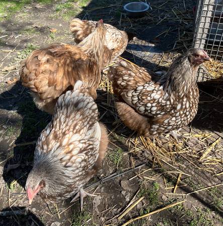 CSL Orpington Hens 1