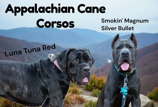 Akc registered cane corso puppies 1