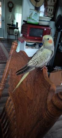 Cacatúa hembra bebé (Chehalis)63697490567809121
