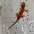 Gargoyle Gecko 2 thumbnail