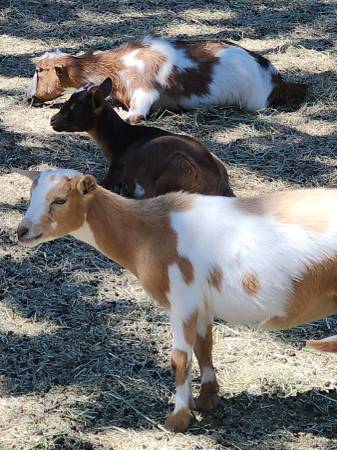 Nigerian Dwarf Doe's 1