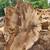 Trees cutting n virginia 5 thumbnail