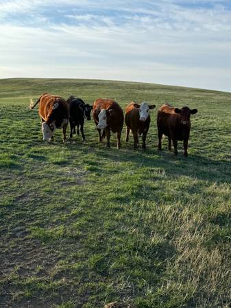 Grass fed beef ready to butcher 1