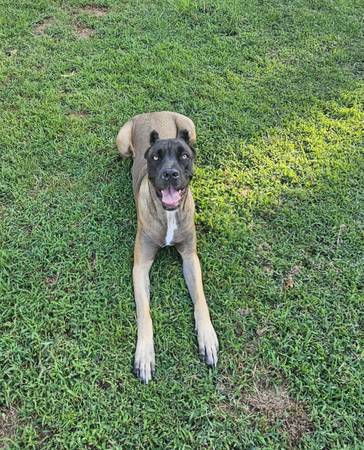 Cane Corso Rehome (Manchester)63664482564227121