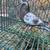 High Flying Tippler Pigeons - $15 (Kingsville) 16 thumbnail