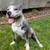 Pit bulley 2 thumbnail