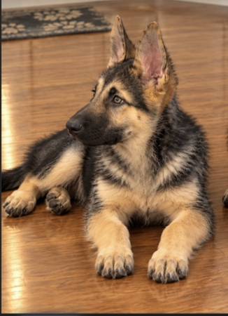 Penelope pupper 1