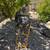 Compound sliding mitre saw by CRAFTSMEN on a DEWALT rollong stand 3 thumbnail