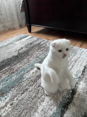 Gato escocés de orejas dobladas de raza pura (Everett)64711448532611124