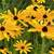 PERENNIALS - Fall Planting 1 thumbnail