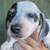 5 month weiner doxie 4 thumbnail