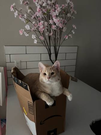 Orange Cat63677732180353121