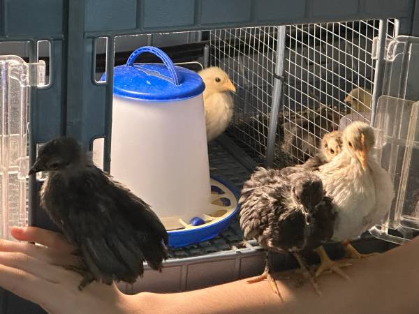 Chicks 1