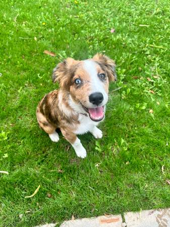 Rehoming de un aussie macho de 1 año (San Tan Valley)63967146454915120
