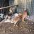 Gamefowl chickens 10 thumbnail