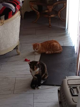 **Kittens Appx 9 mos.** Female & Male (Phoenix)63967426782082124