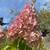 Our STRAWBERRY VANILLA Hydrangea TREES keep getting darker PINK 1 thumbnail
