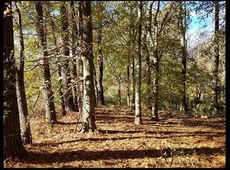 Spacious Land in Perquimans County 1