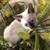 Siamese Maine Coon 4 thumbnail
