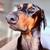Male doberman 2 thumbnail