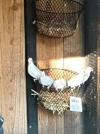 Palomas diamante (Kyle)63975348797954121