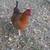 Chickens -laying hens 5 thumbnail