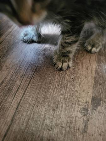 Kittens with mittens (Wakeman)63871911154563123