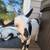 Nigerian Dwarf Goats 1 thumbnail