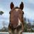 Appendix mare (quarter horse/thoroughbred) 7 thumbnail