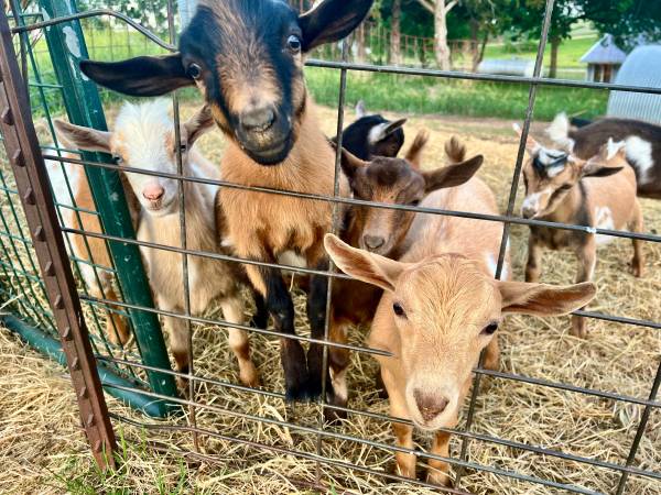 Nigerian Dwarf Bucklings 1