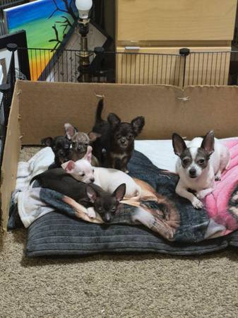 FB Chihuahuas buscan sus hogares para siempre: (Des Moines/Beaverdale)63671554773121120