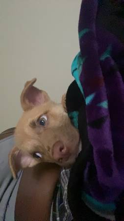 cachorro mezcla de chihuahua y pastor, 3 meses de edad (Temple)63839344831363122