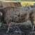 Scottish highland bull calf 3 thumbnail
