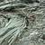 Orchard grass hay 2 thumbnail
