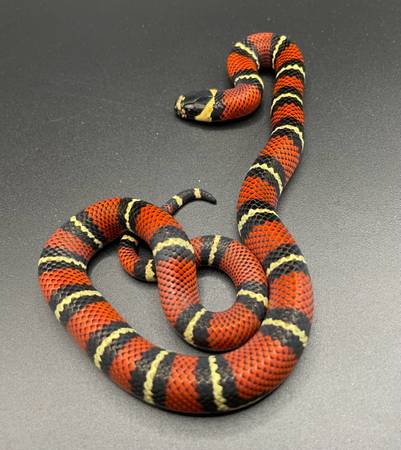 Black milksnakes 1