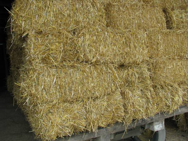 small sq oat straw 1