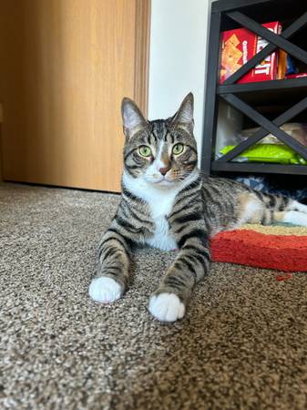 Rehoming tobias (Centralia)63949211743747121