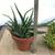 2 pots full of Gasteria & tiger tooth succulents 4 thumbnail